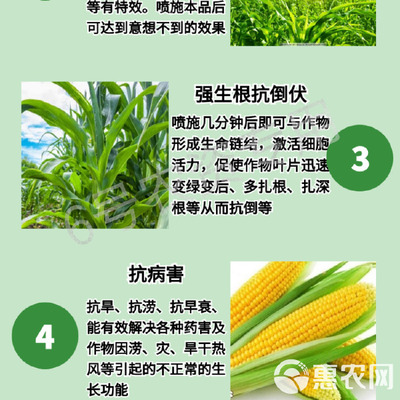 玉米專用葉面肥 科學施用“增產王”與增效劑，實現(xiàn)抗病高產